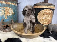 Disco, a male Poodle - Multi-Colored Standard for sale in Sarcoxie, MO – 8 of 8