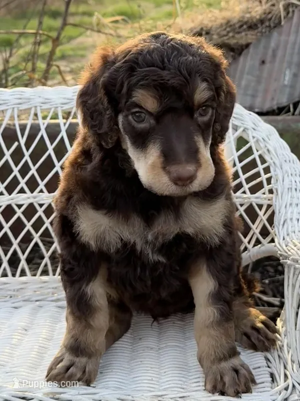 Bonbon – Poodle - Standard  puppy for sale in Sarcoxie, MO