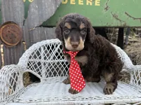 Bonbon, a male Poodle - Standard  for sale in Sarcoxie, MO – Photo 10 of 10