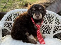 Bonbon, a male Poodle - Standard  for sale in Sarcoxie, MO – Photo 2 of 10