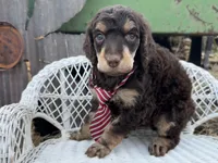 Bonbon, a male Poodle - Standard  for sale in Sarcoxie, MO – Photo 7 of 10