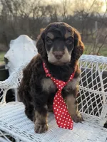 Bonbon, a male Poodle - Standard  for sale in Sarcoxie, MO – Photo 5 of 10