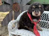 Bonbon, a male Poodle - Standard  for sale in Sarcoxie, MO – Photo 8 of 10