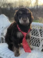 Bonbon, a male Poodle - Standard  for sale in Sarcoxie, MO – Photo 6 of 10