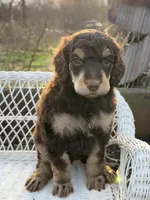 Bonbon, a male Poodle - Standard  for sale in Sarcoxie, MO – Photo 4 of 10