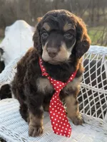 Bonbon, a male Poodle - Standard  for sale in Sarcoxie, MO – Photo 3 of 10