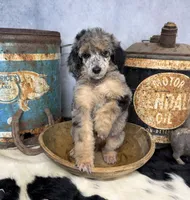 Rhythm, a female Poodle - Multi-Colored Standard for sale in Sarcoxie, MO – 2 of 8