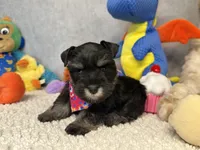 Duchess  Fluffington, a female Miniature Schnauzer for sale in Sarcoxie, MO – 9 of 10