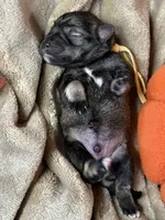 Otto, a male Miniature Schnauzer for sale in Sarcoxie, MO – 8 of 10