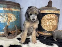Rhythm, a female Poodle - Multi-Colored Standard for sale in Sarcoxie, MO – 5 of 8