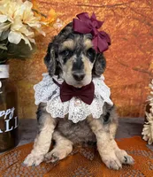Showstopper, a female Poodle - Standard  for sale in Sarcoxie, MO – 6 of 9