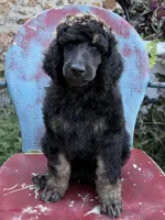 David, a male Poodle - Standard  for sale in Sarcoxie, MO – Photo 4 of 6