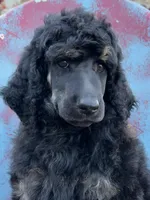 David, a male Poodle - Standard  for sale in Sarcoxie, MO – Photo 2 of 6