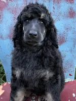 David, a male Poodle - Standard  for sale in Sarcoxie, MO – Photo 6 of 6