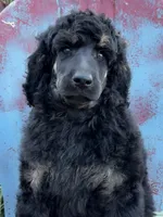 David, a male Poodle - Standard  for sale in Sarcoxie, MO – Photo 1 of 6