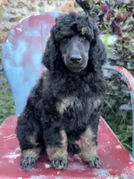 David, a male Poodle - Standard  for sale in Sarcoxie, MO – Photo 3 of 6