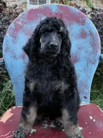David, a male Poodle - Standard  for sale in Sarcoxie, MO – Photo 5 of 6