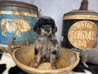 Shimmy, a female Poodle - Multi-Colored Standard for sale in Sarcoxie, MO – 3 of 8