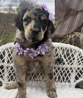 Cadeau, a female Poodle - Standard  for sale in Sarcoxie, MO – Photo 10 of 10