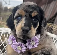 Cadeau, a female Poodle - Standard  for sale in Sarcoxie, MO – Photo 1 of 10
