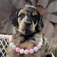 Cadeau, a female Poodle - Standard  for sale in Sarcoxie, MO – Photo 4 of 10