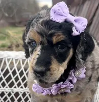 Cadeau, a female Poodle - Standard  for sale in Sarcoxie, MO – Photo 2 of 10