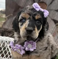Cadeau, a female Poodle - Standard  for sale in Sarcoxie, MO – Photo 6 of 10