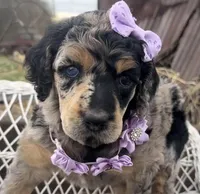 Cadeau, a female Poodle - Standard  for sale in Sarcoxie, MO – Photo 3 of 10