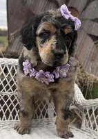 Cadeau, a female Poodle - Standard  for sale in Sarcoxie, MO – Photo 8 of 10