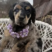 Cadeau, a female Poodle - Standard  for sale in Sarcoxie, MO – Photo 7 of 10