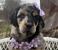 Cadeau, a female Poodle - Standard  for sale in Sarcoxie, MO – Photo 5 of 10