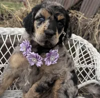 Cadeau, a female Poodle - Standard  for sale in Sarcoxie, MO – Photo 9 of 10
