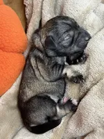 Otto, a male Miniature Schnauzer for sale in Sarcoxie, MO – 9 of 10