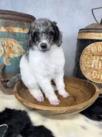 Groovy, a male Poodle - Multi-Colored Standard for sale in Sarcoxie, MO – 4 of 8