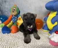 Earl of  Biscuitshire, a male Miniature Schnauzer for sale in Sarcoxie, MO – 4 of 6