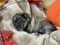 Liesel, a female Miniature Schnauzer for sale in Sarcoxie, MO – 9 of 10