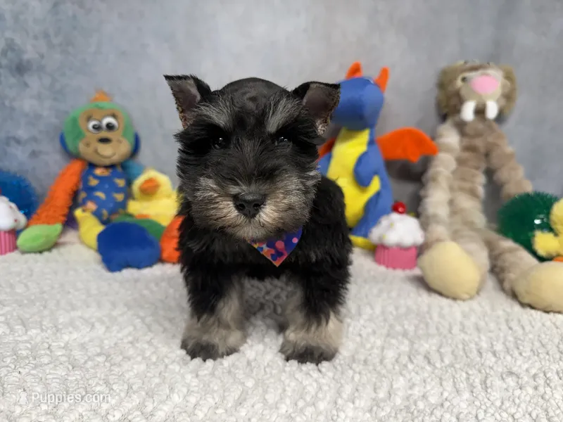 Sir Sniffs A Lot – Miniature Schnauzer puppy for sale in Sarcoxie, MO