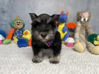 Sir Sniffs A Lot, a male Miniature Schnauzer for sale in Sarcoxie, MO – 1 of 9