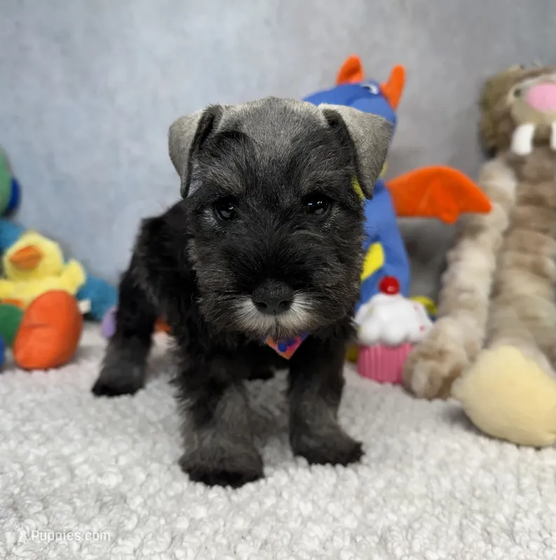Earl of  Biscuitshire – Miniature Schnauzer puppy for sale in Sarcoxie, MO