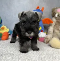 Earl of  Biscuitshire, a male Miniature Schnauzer for sale in Sarcoxie, MO – 1 of 6