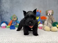 Lady Wigglebottom, a male Miniature Schnauzer for sale in Sarcoxie, MO – 4 of 7