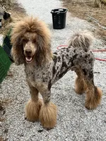 Ovation, a male Poodle - Standard  for sale in Sarcoxie, MO – 10 of 10