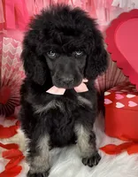 Pecan Pie, a female Poodle - Standard  for sale in Sarcoxie, MO – Photo 6 of 7