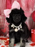 Pecan Pie, a female Poodle - Standard  for sale in Sarcoxie, MO – Photo 1 of 7