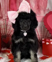 Pecan Pie, a female Poodle - Standard  for sale in Sarcoxie, MO – Photo 5 of 7