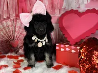 Pecan Pie, a female Poodle - Standard  for sale in Sarcoxie, MO – Photo 7 of 7