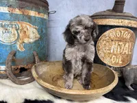 Disco, a male Poodle - Multi-Colored Standard for sale in Sarcoxie, MO – 5 of 8