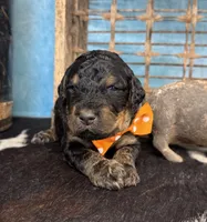 Thing, a male Poodle - Multi-Colored Standard for sale in Sarcoxie, MO – 7 of 10