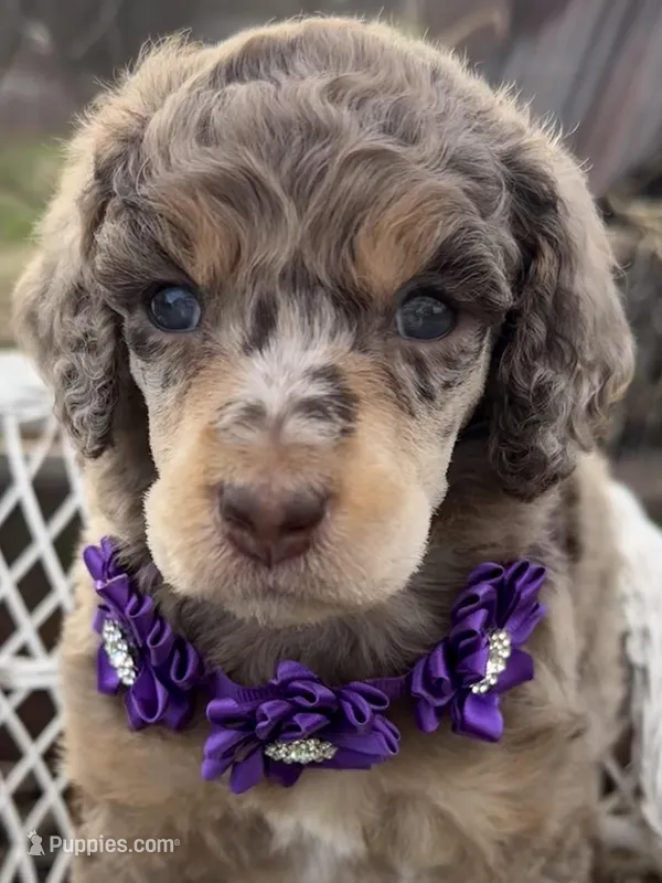 Bijou – Poodle - Standard  puppy for sale in Sarcoxie, MO