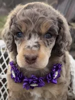 Bijou, a female Poodle - Standard  for sale in Sarcoxie, MO – Photo 1 of 10